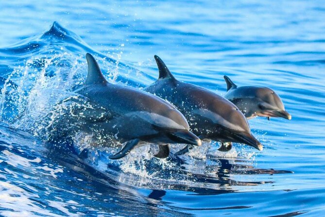 Zanzibar Dolphin Tour 2