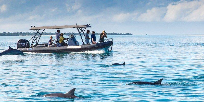 Zanzibar Dolphin Tour